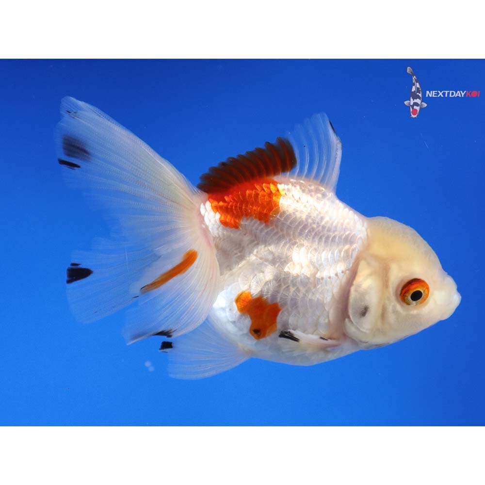 3.5” Imported Tri Color Oranda | Koi Fish For Sale