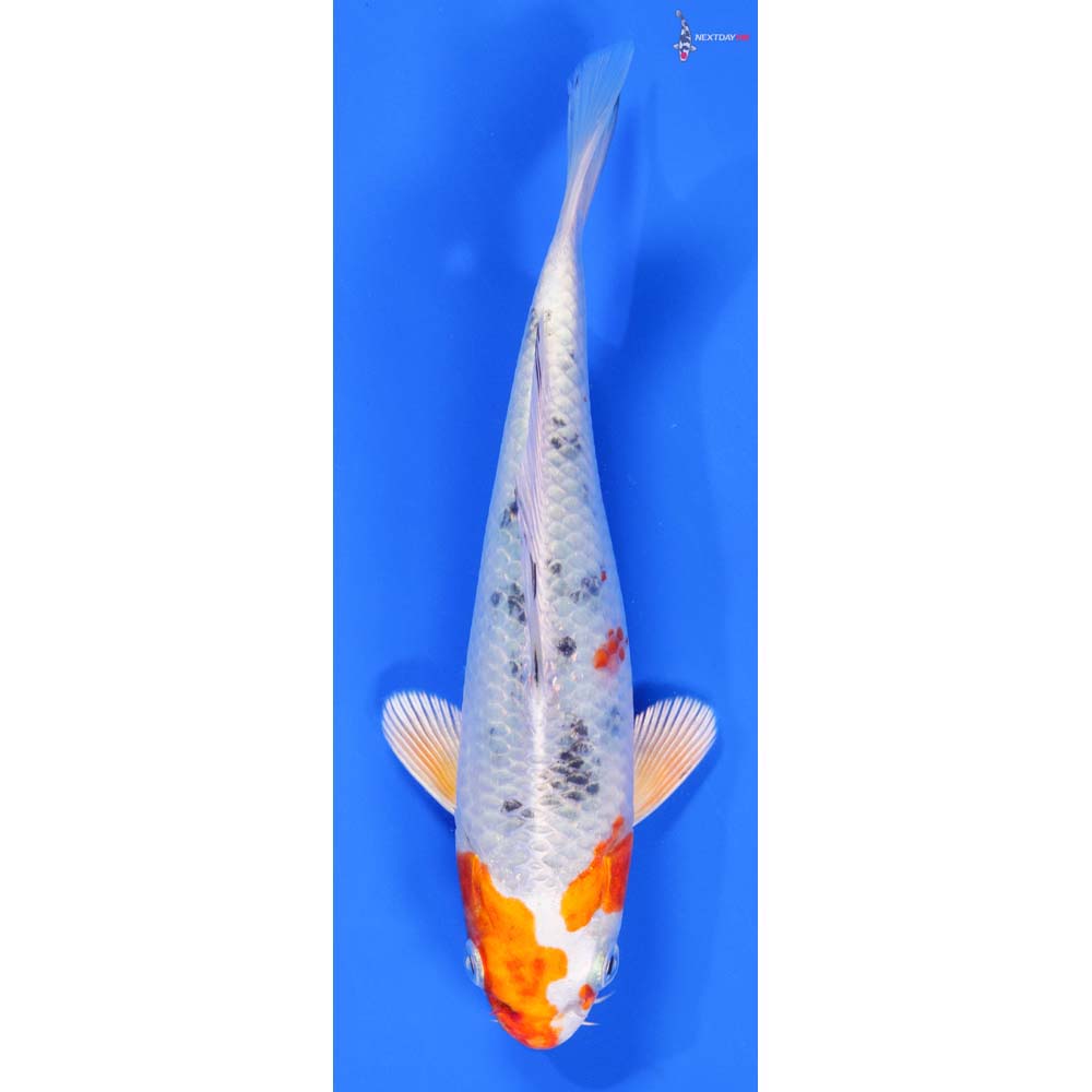 6-5-yamato-nishiki-koi-fish-for-sale