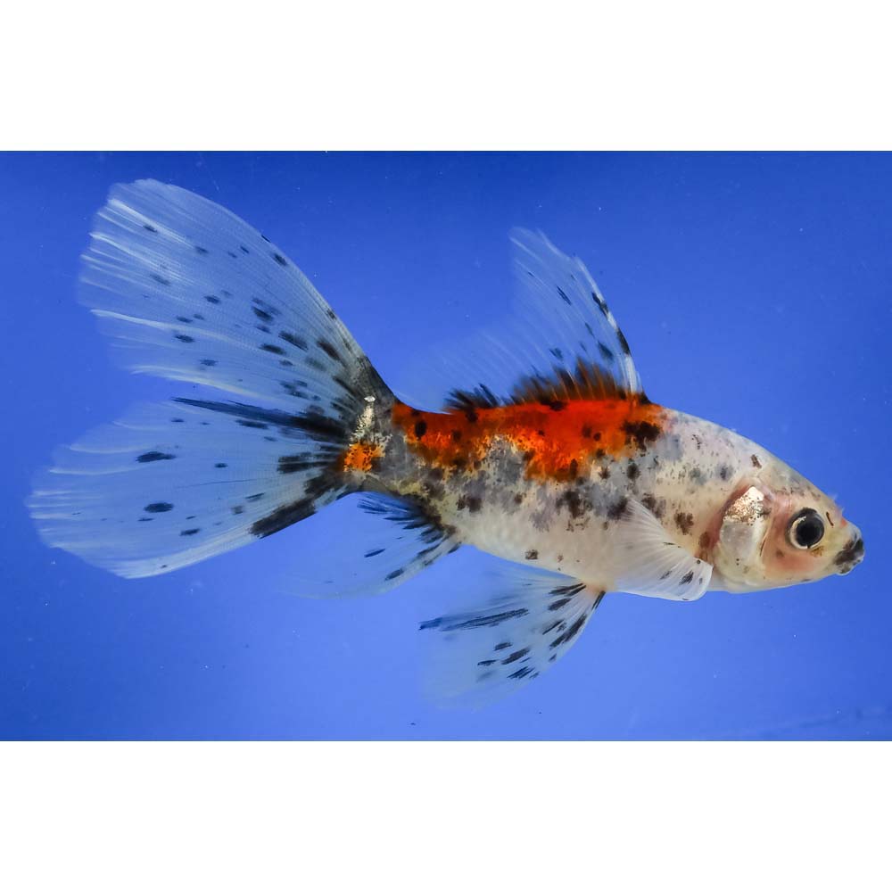 5” Imported Male Bristol Shubunkin | Koi Fish For Sale