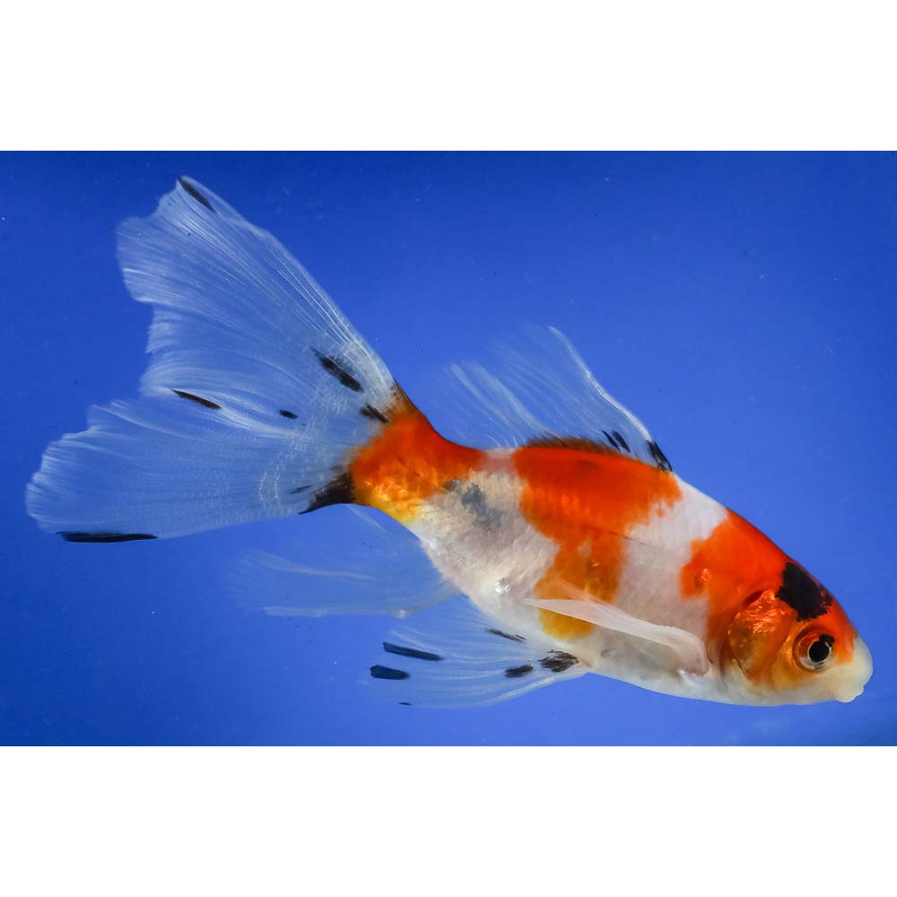 5” Imported Male Bristol Shubunkin | Koi Fish For Sale