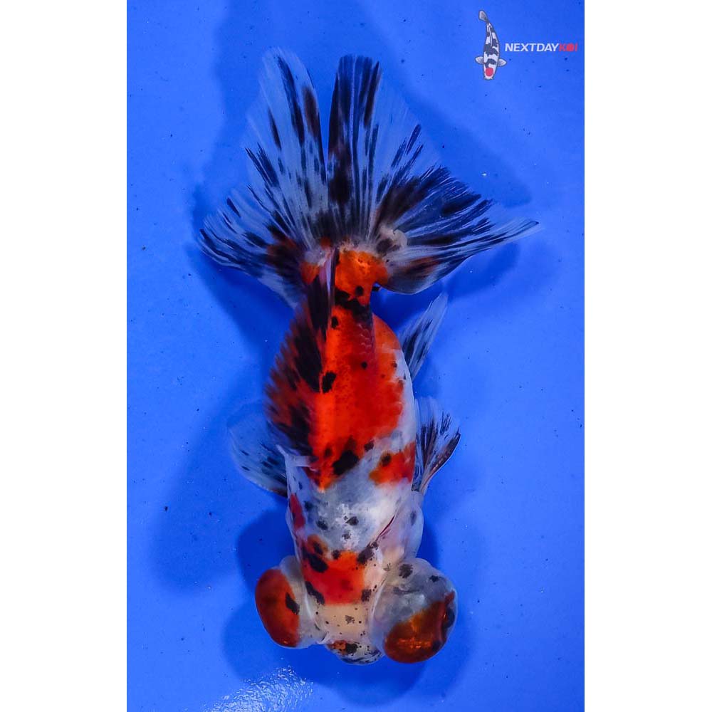 3-5-imported-male-calico-butterfly-tail-koi-fish-for-sale