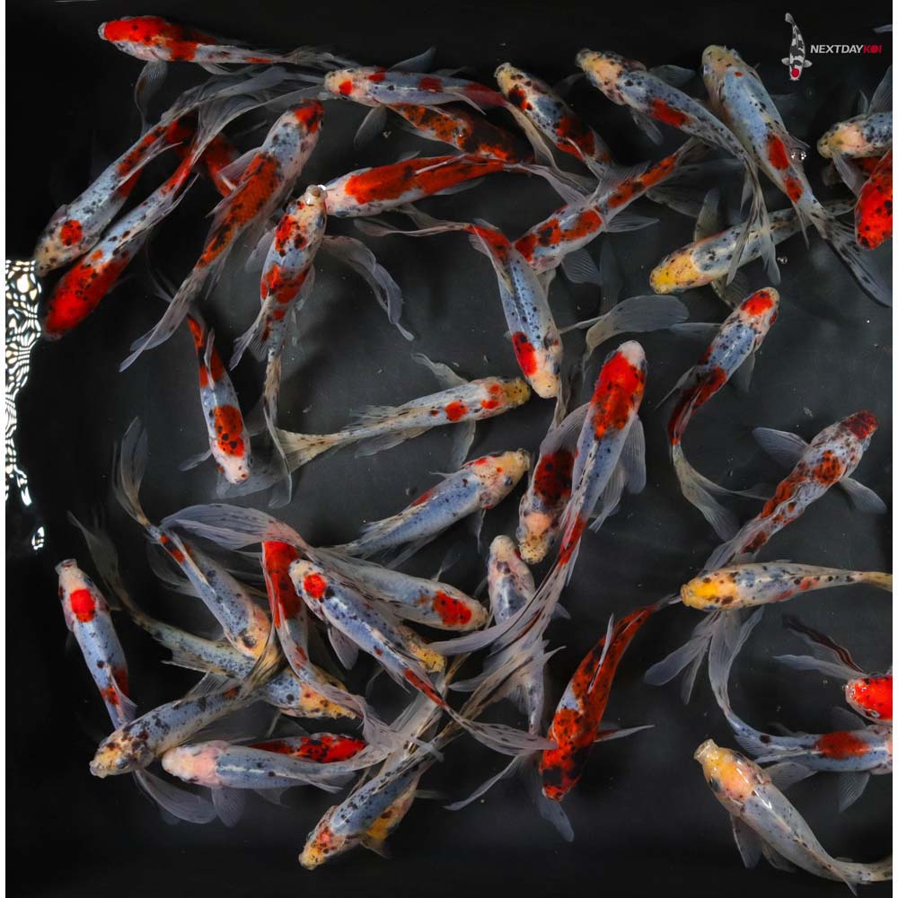 5-6” Imported Premium Longtail Shubunkin Goldfish | Koi Fish For Sale