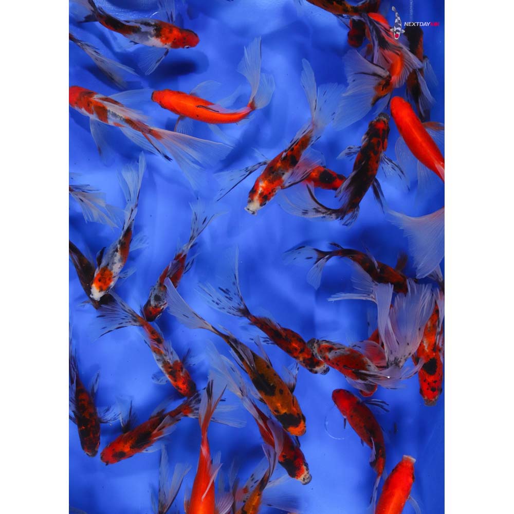 4-5” Imported Bristol Shubunkin Goldfish | Koi Fish For Sale