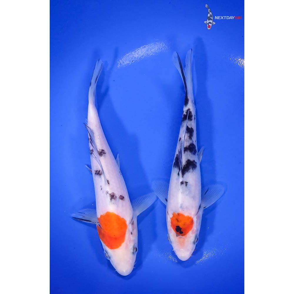 pair-of-5-6-5-sanke-koi-koi-fish-for-sale