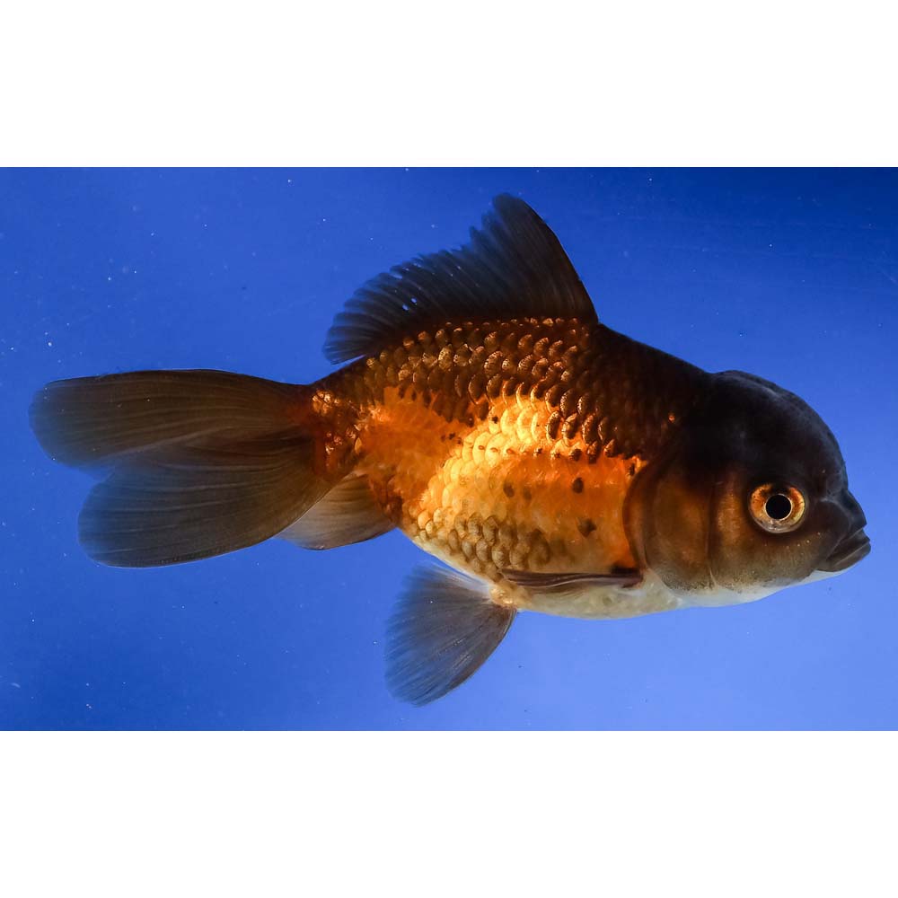 3-5-imported-red-and-black-oranda-koi-fish-for-sale