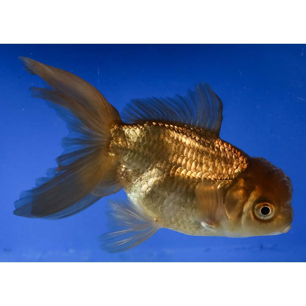 3-5-imported-chocolate-oranda-koi-fish-for-sale