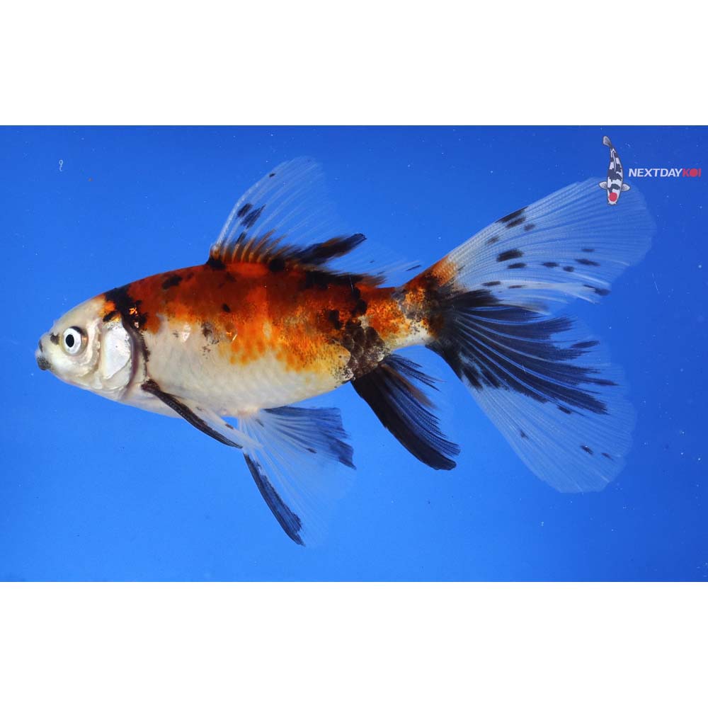 4.5” Imported Male Bristol Shubunkin | Koi Fish For Sale