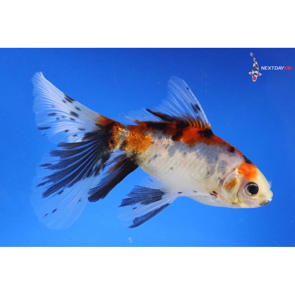 4.5” Imported Male Bristol Shubunkin | Koi Fish For Sale