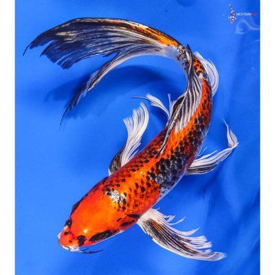 Butterfly Koi For Sale Next Day Koi