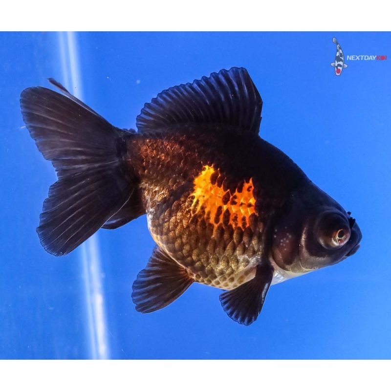 4” Imported Male Red and Black Butterfly Tail | Koi Fish For Sale