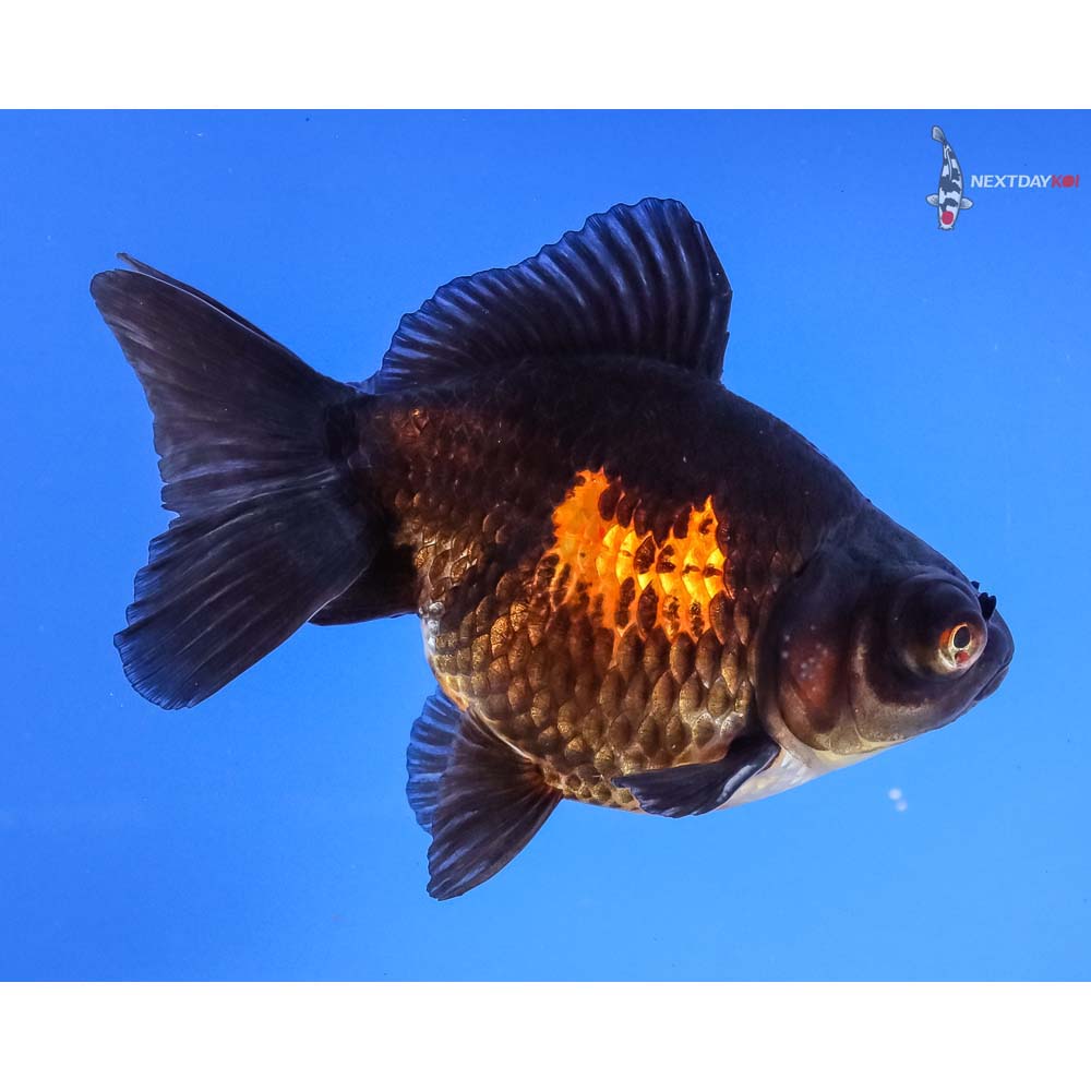 4” Imported Male Red and Black Butterfly Tail | Koi Fish For Sale