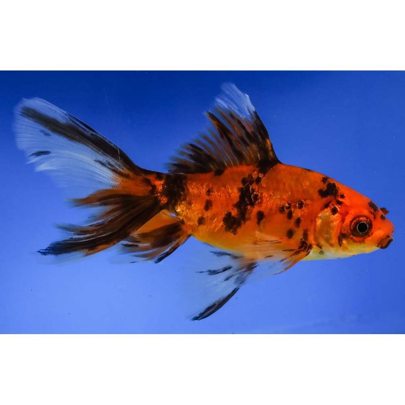 4” Imported Calico Wakin | Koi Fish For Sale