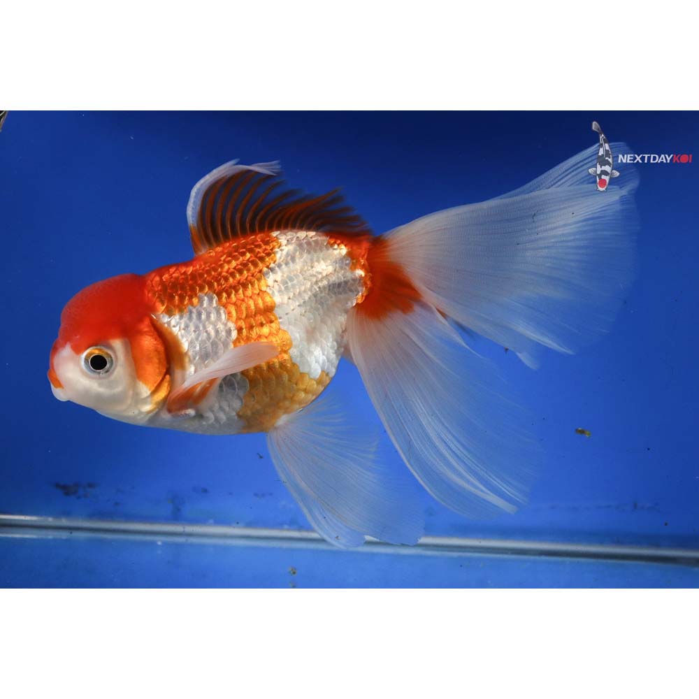 6” Imported Red and White Oranda | Koi Fish For Sale