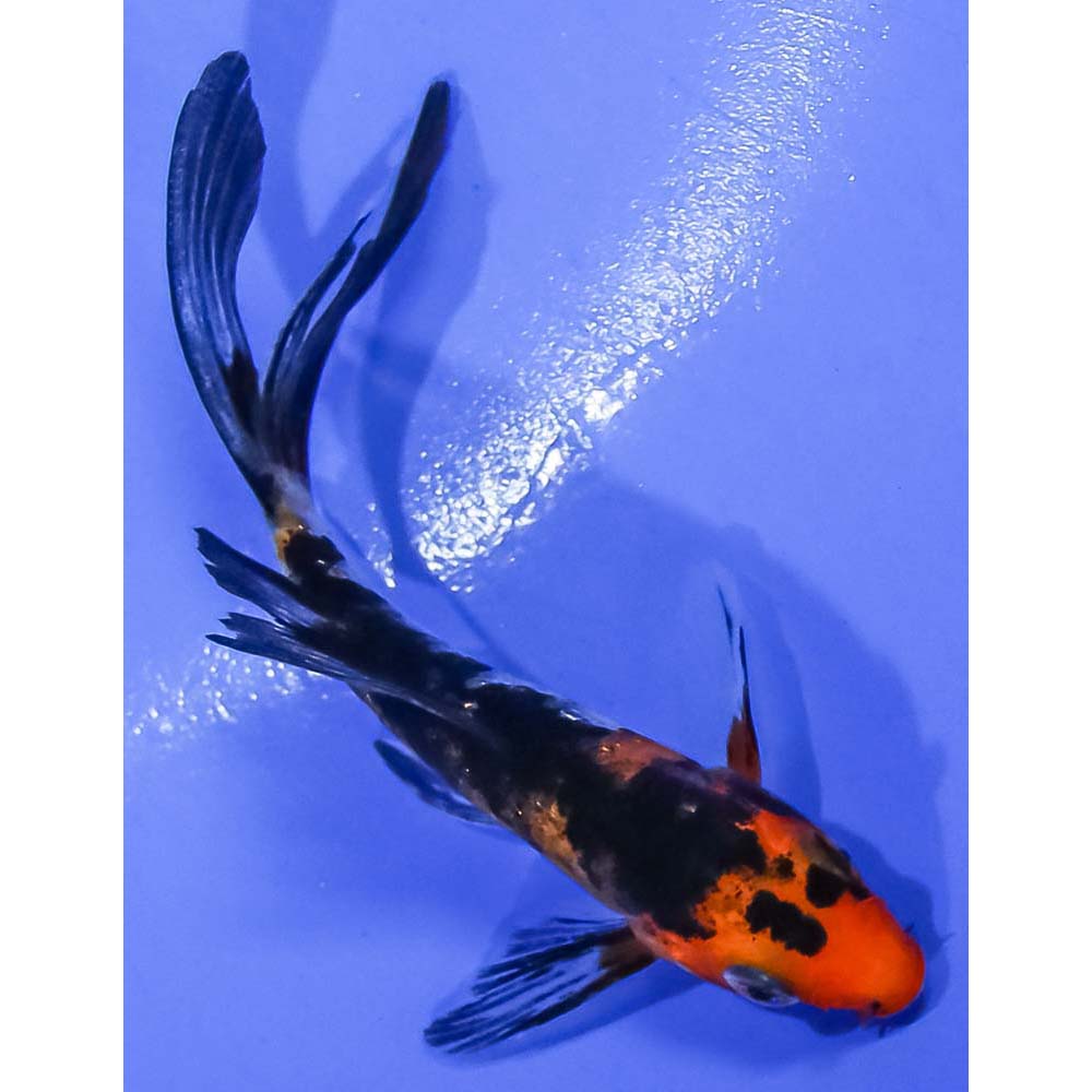 3” Imported Gin Rin Aka Sanke Butterfly Koi | Koi Fish For Sale