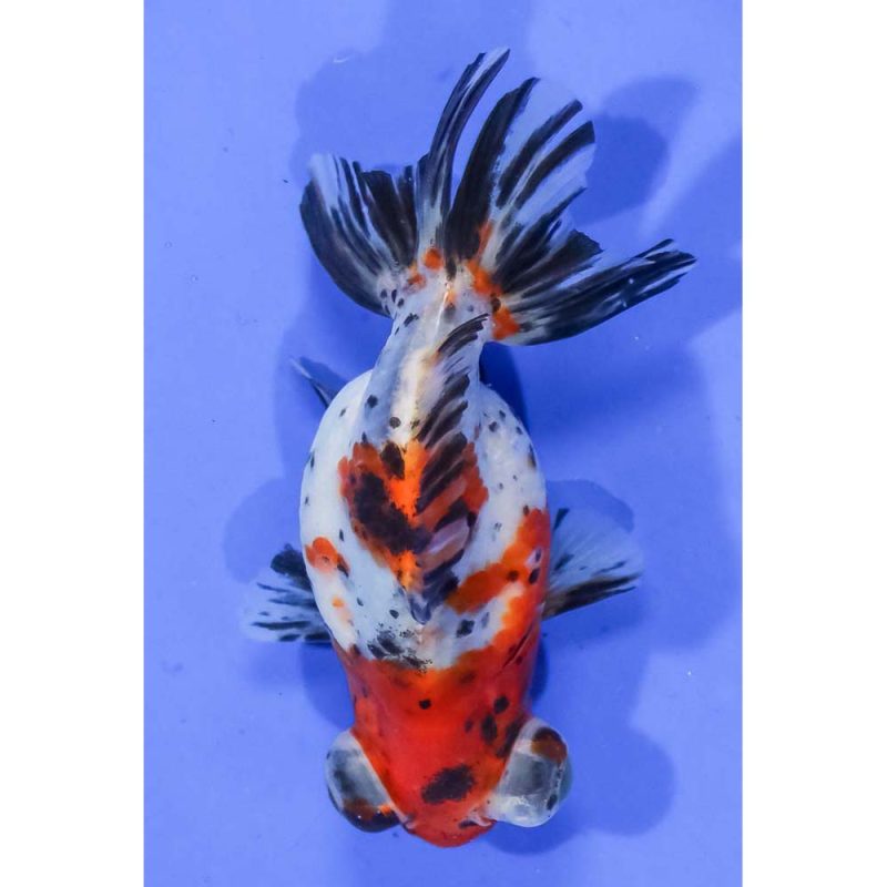4.5” Imported Calico Butterfly Tail | Koi Fish For Sale