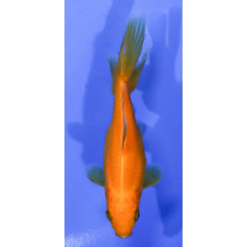 4” Imported Yellow Wakin | Koi Fish For Sale