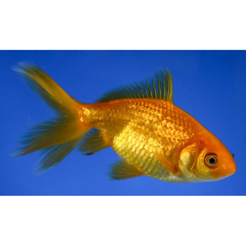 4” Imported Yellow Wakin | Koi Fish For Sale