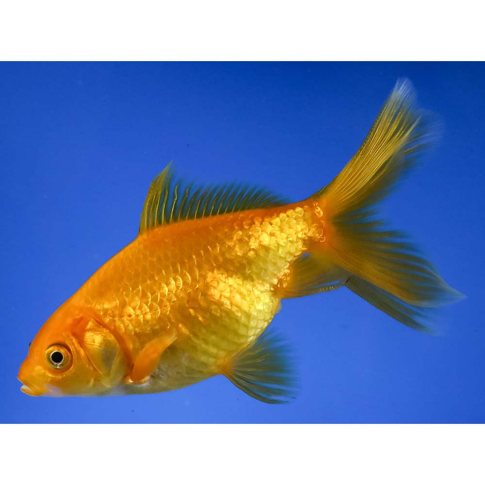 4” Imported Yellow Wakin | Koi Fish For Sale