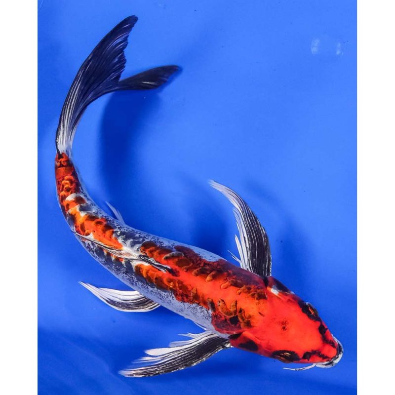 11-imported-kin-kikokuryu-butterfly-koi-koi-fish-for-sale