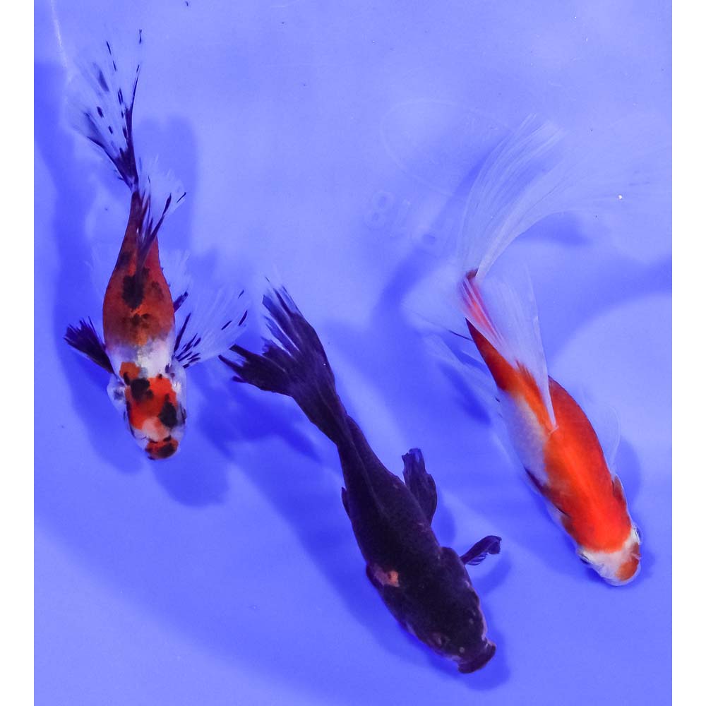 lot-of-3-4-5-imported-bristol-finned-goldfish-mix-koi-fish-for-sale