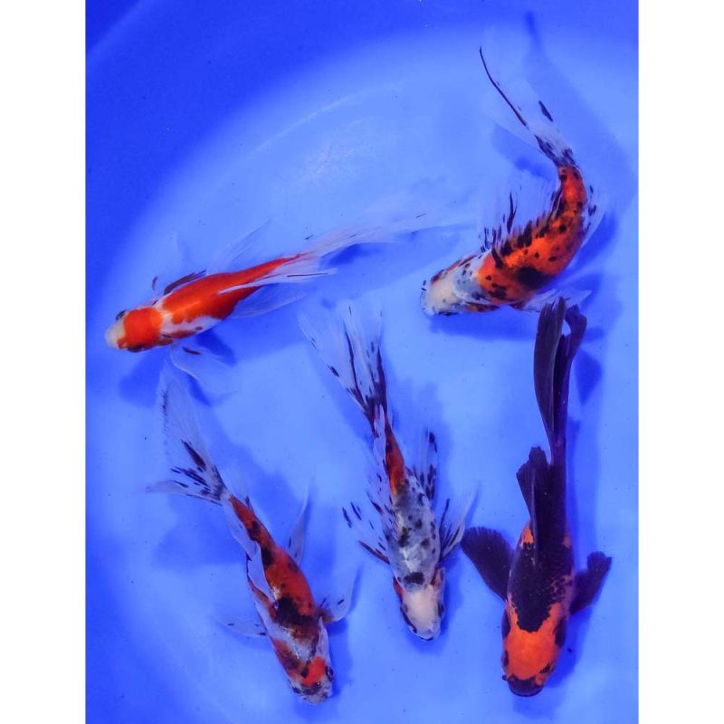 lot-of-5-4-5-imported-bristol-finned-goldfish-mix-koi-fish-for-sale