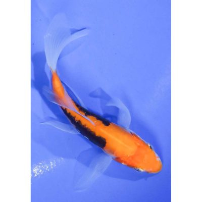 Baby koi fish for sale cheap