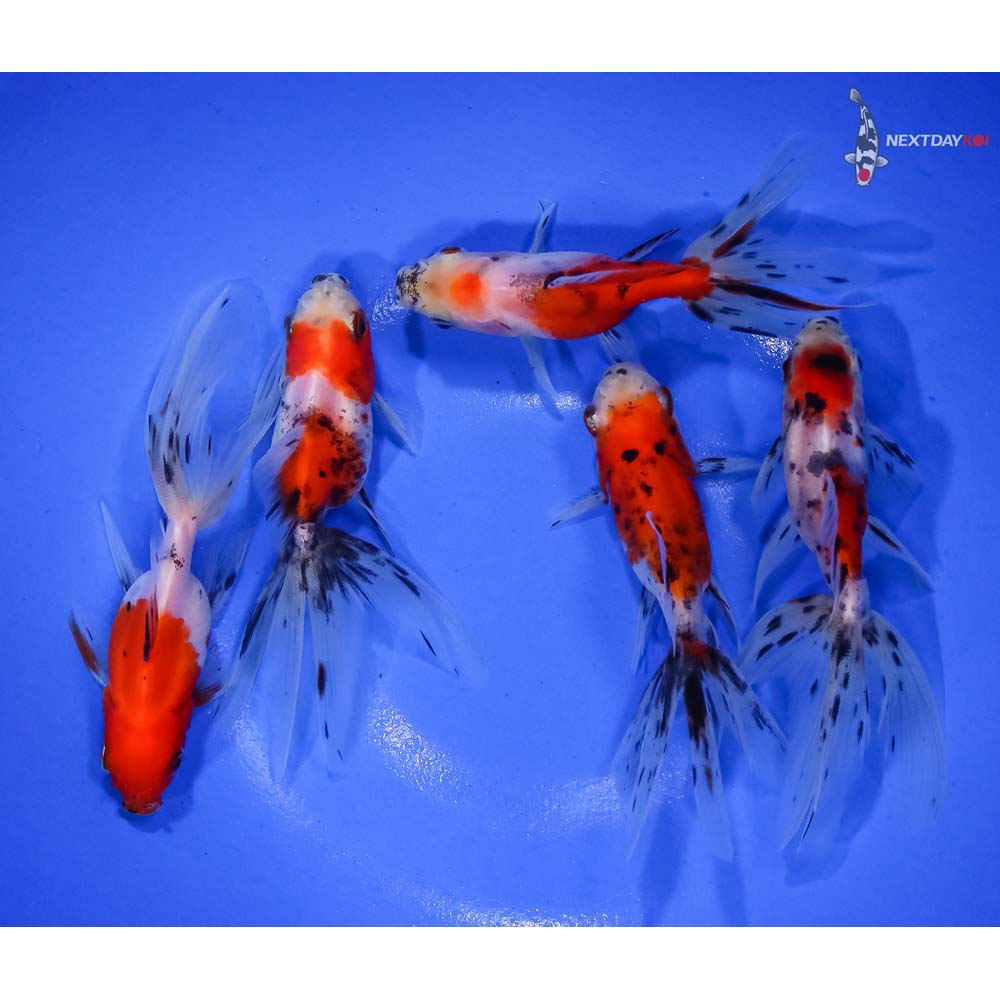 lot-of-5-3-4-imported-calico-fantail-koi-fish-for-sale