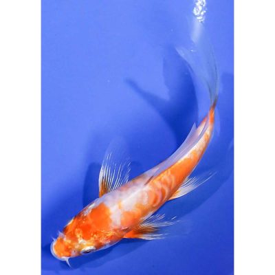 Baby koi fish for best sale sale cheap