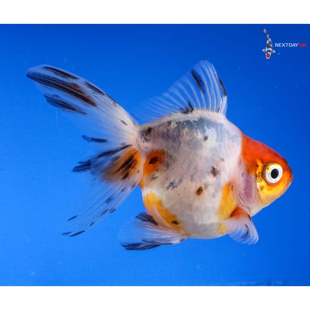 3” Imported Male Calico Ryukin | Koi Fish For Sale