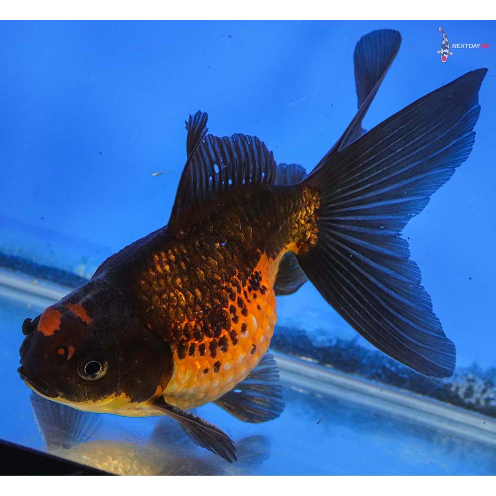 5” Imported Red and Black Pearlscale | Koi Fish For Sale