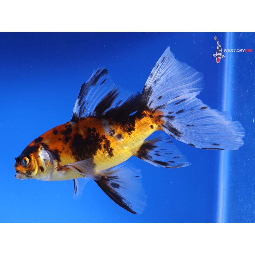 5” Imported Bristol Shubunkin | Koi Fish For Sale