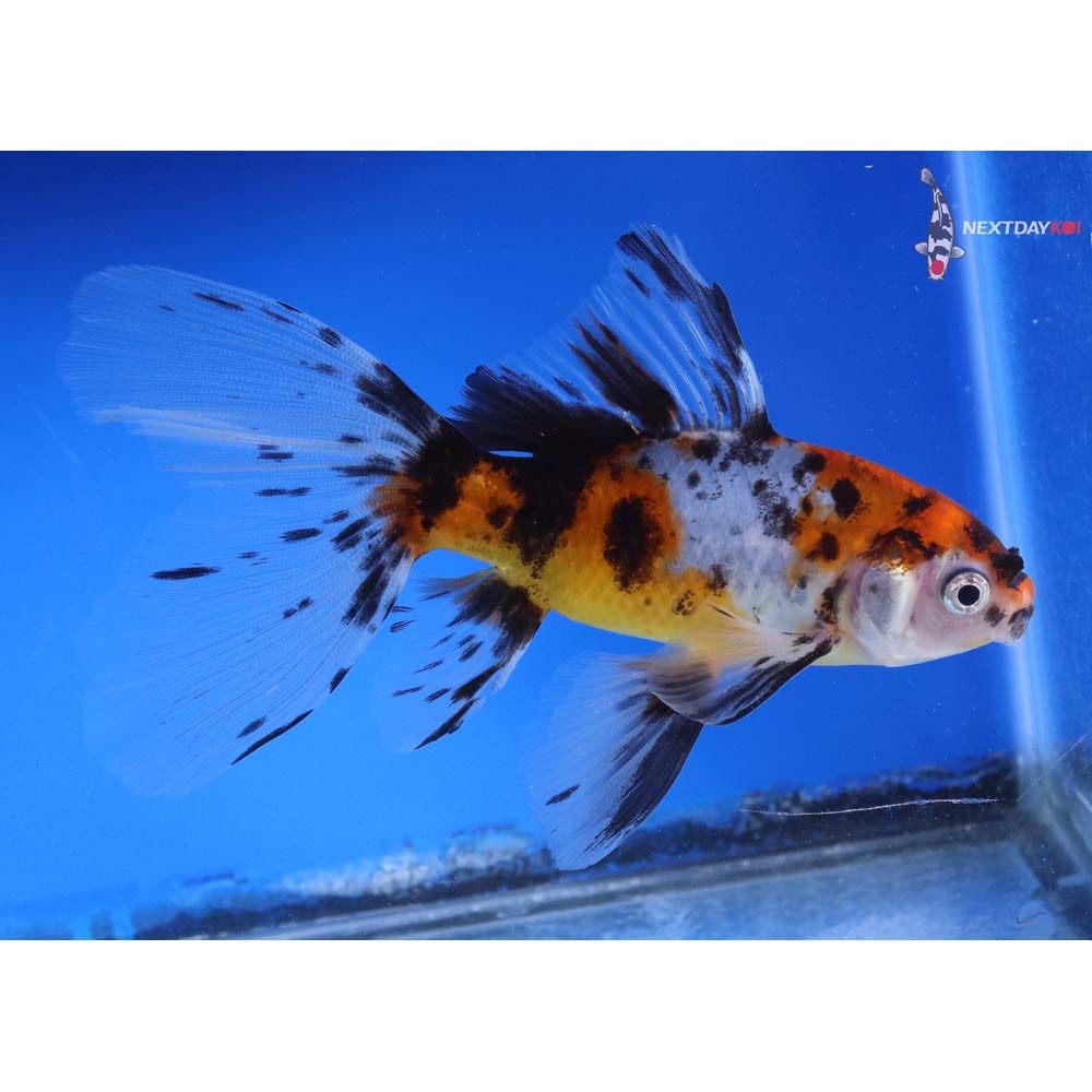 5” Imported Bristol Shubunkin Koi Fish For Sale