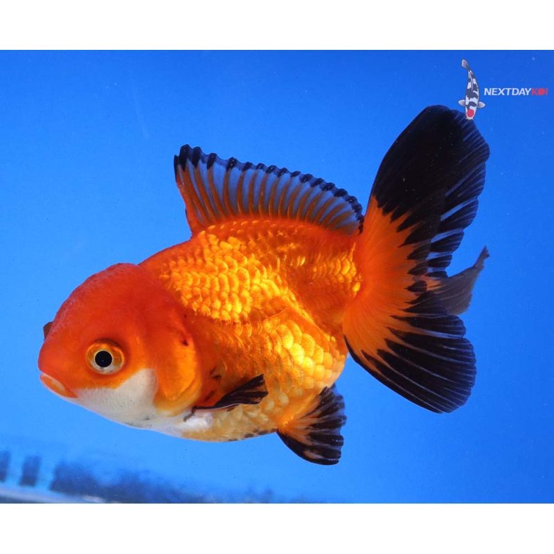 4” Imported Tri Color Oranda | Koi Fish For Sale