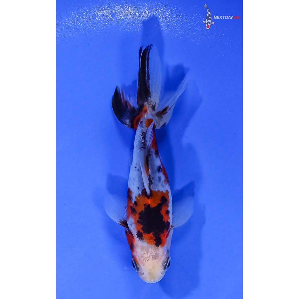 3” Imported Calico Wakin | Koi Fish For Sale