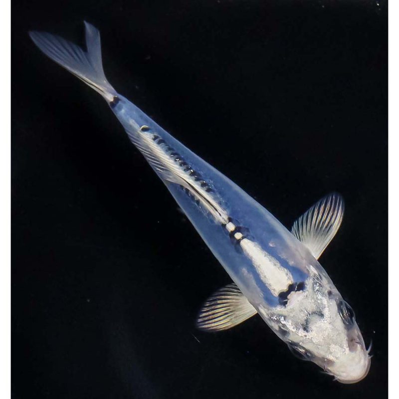 5” Doitsu Blue Gin Matsuba | Koi Fish For Sale