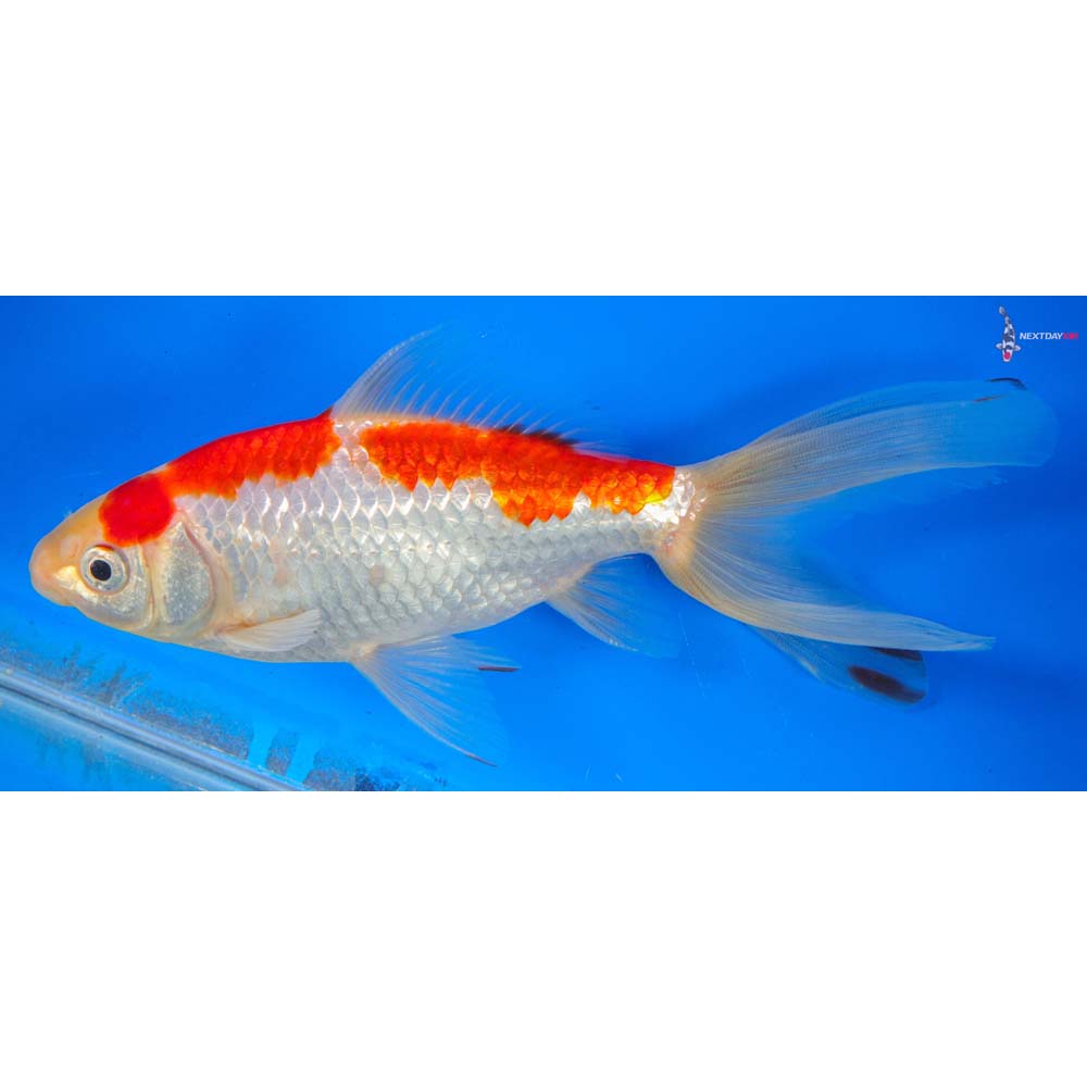 6.5” Imported Red and White Wakin | Koi Fish For Sale