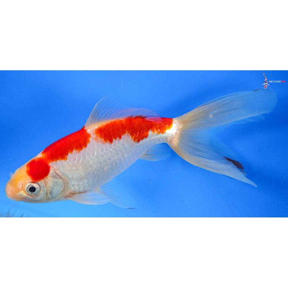 6.5” Imported Red and White Wakin | Koi Fish For Sale
