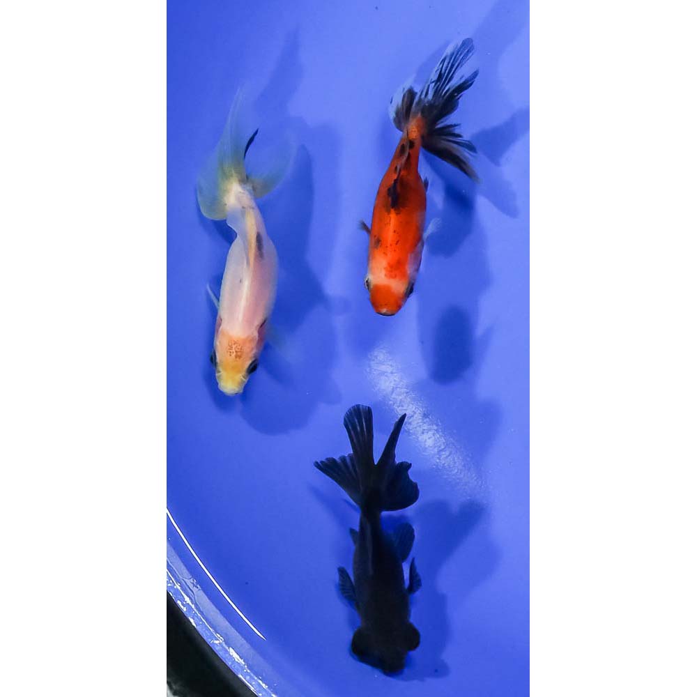 lot-of-3-2-5-3-5-imported-assorted-fantail-koi-fish-for-sale