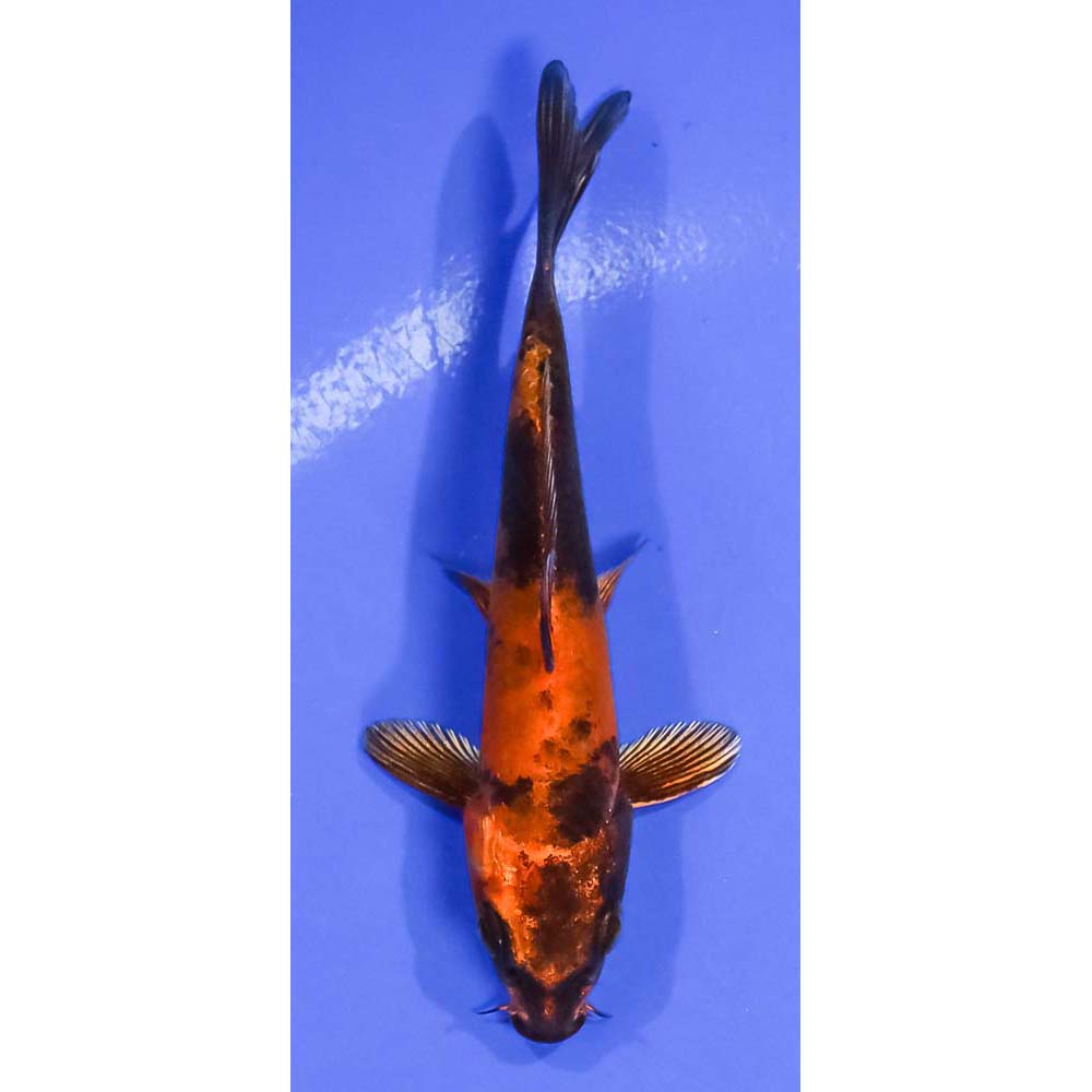 4” Imported Kin Hi Utsuri | Koi Fish For Sale