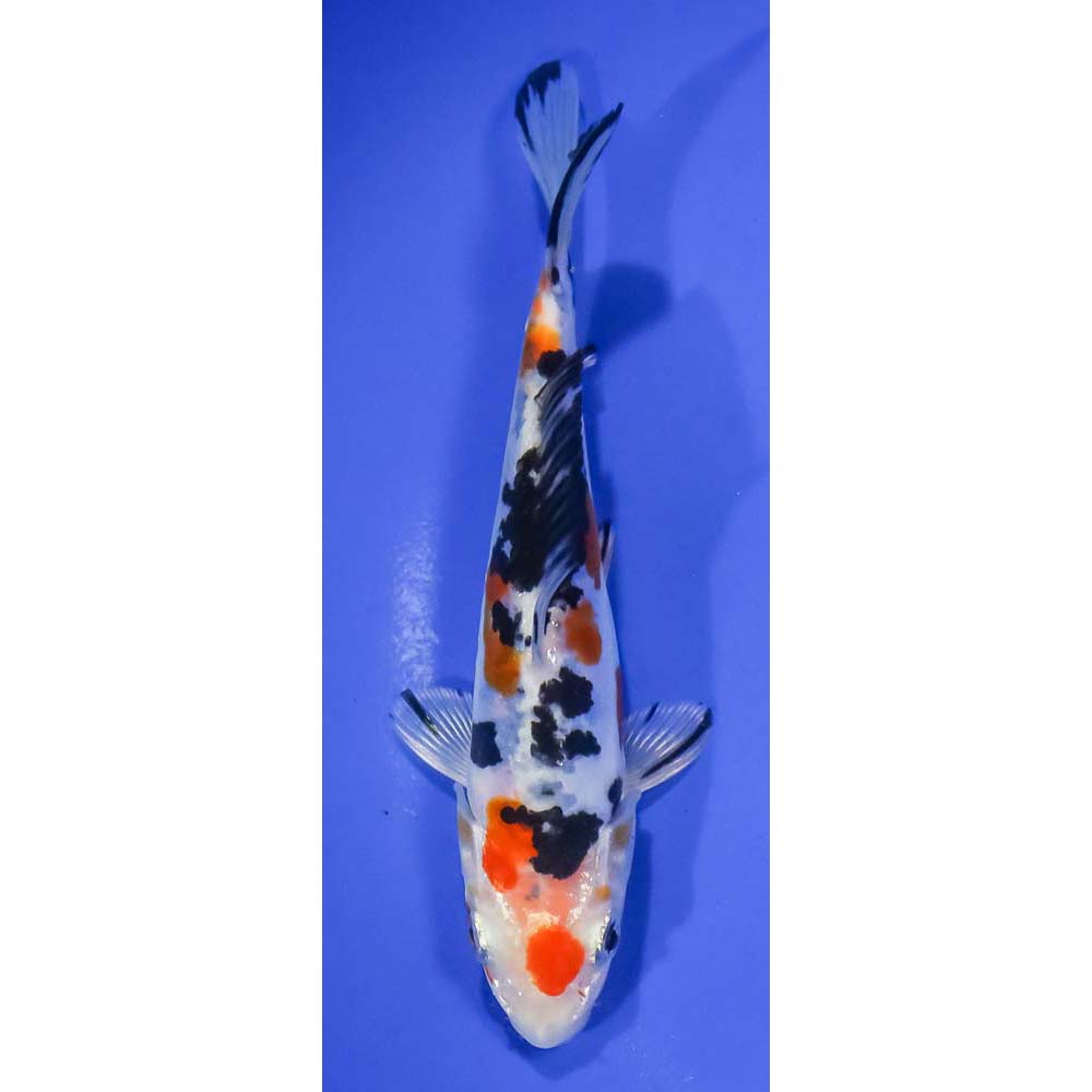 6” Doitsu Heisei Nishiki | Koi Fish For Sale