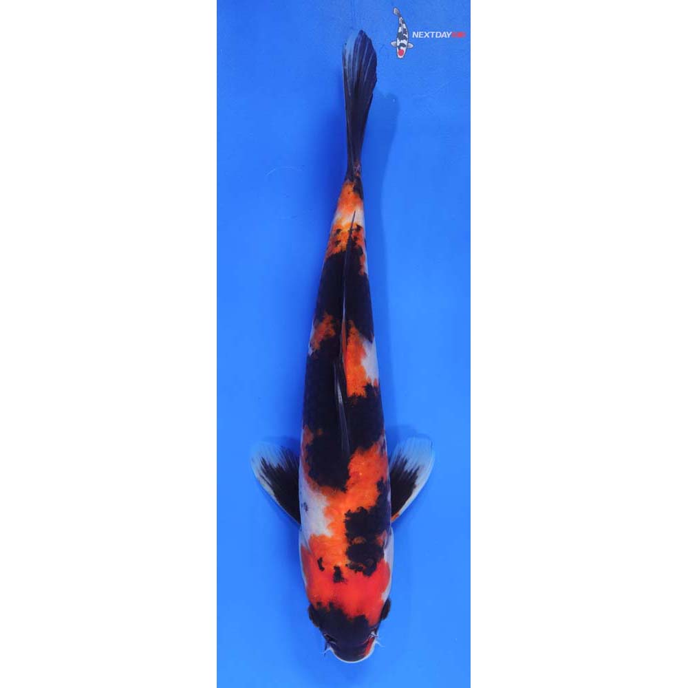 11” Imported Male Showa | Koi Fish For Sale