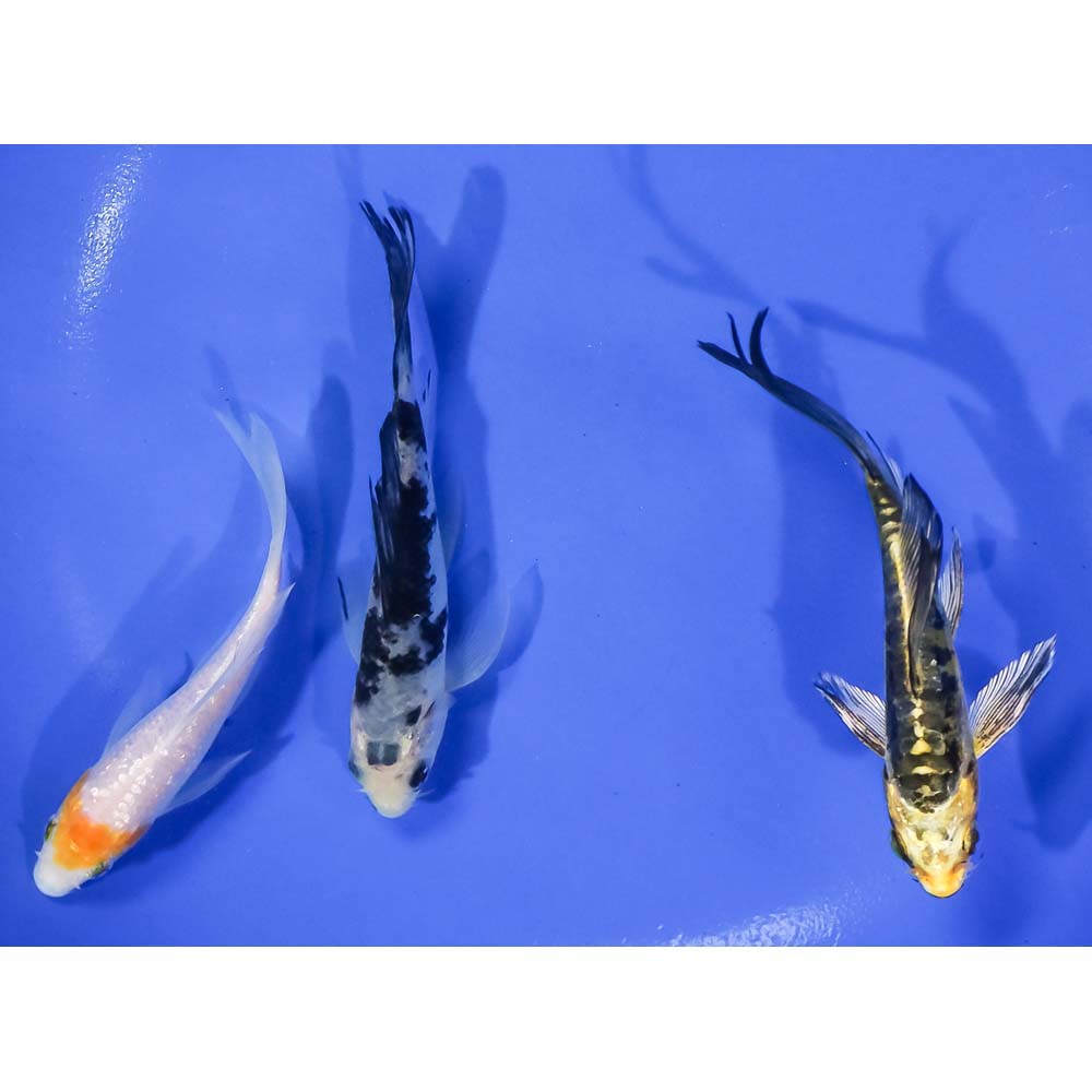 lot-of-3-4-5-assorted-butterfly-koi-koi-fish-for-sale
