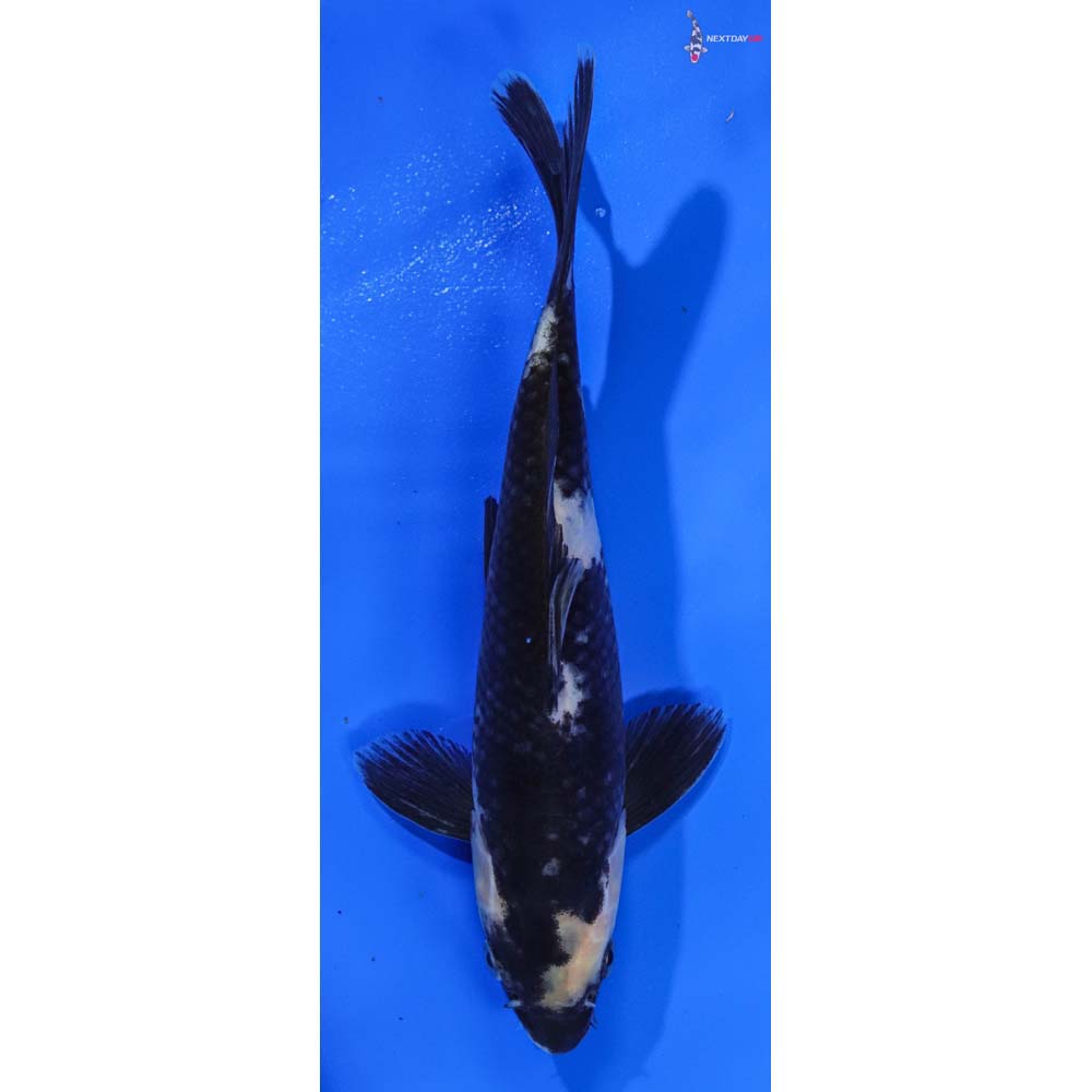 7-5-imported-shiro-utsuri-koi-fish-for-sale