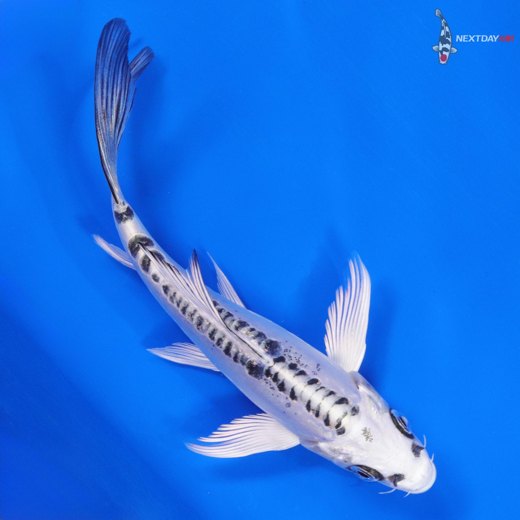 Doitsu Variety: The Scaleless Koi | Next Day Koi