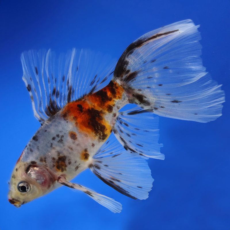 Why You Need A Bristol Shubunkin Goldfish