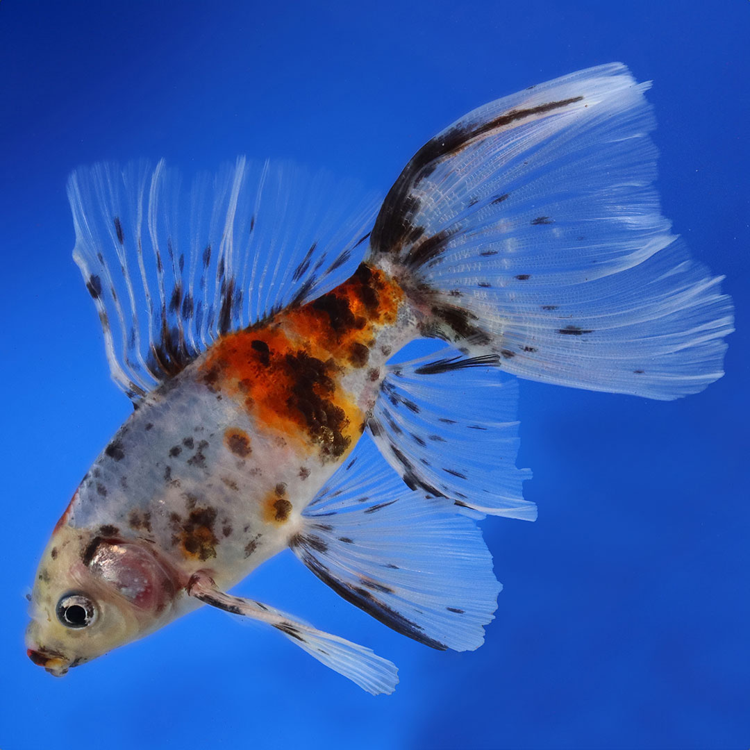 Why You Need A Bristol Shubunkin Goldfish Next Day Koi
