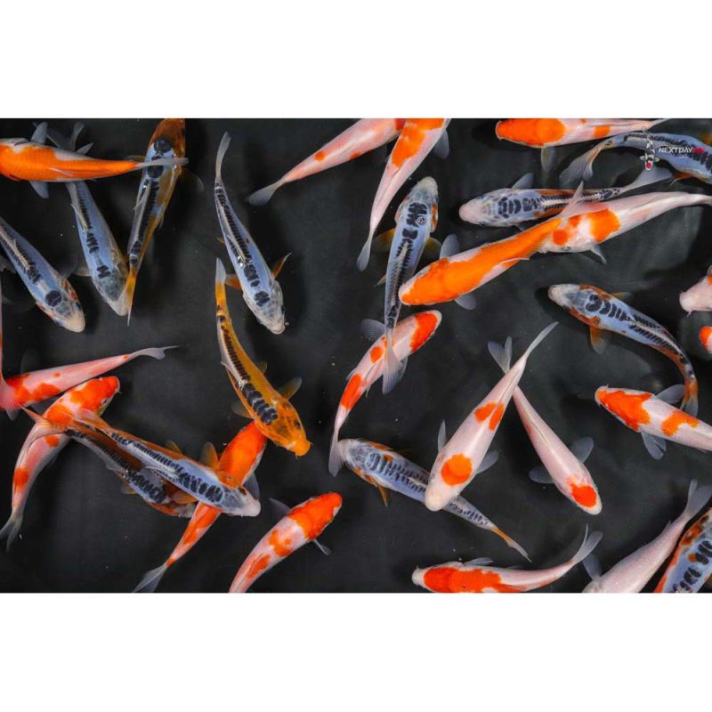 Koi Pond Packs Koi Fish For Sale Next Day Koi
