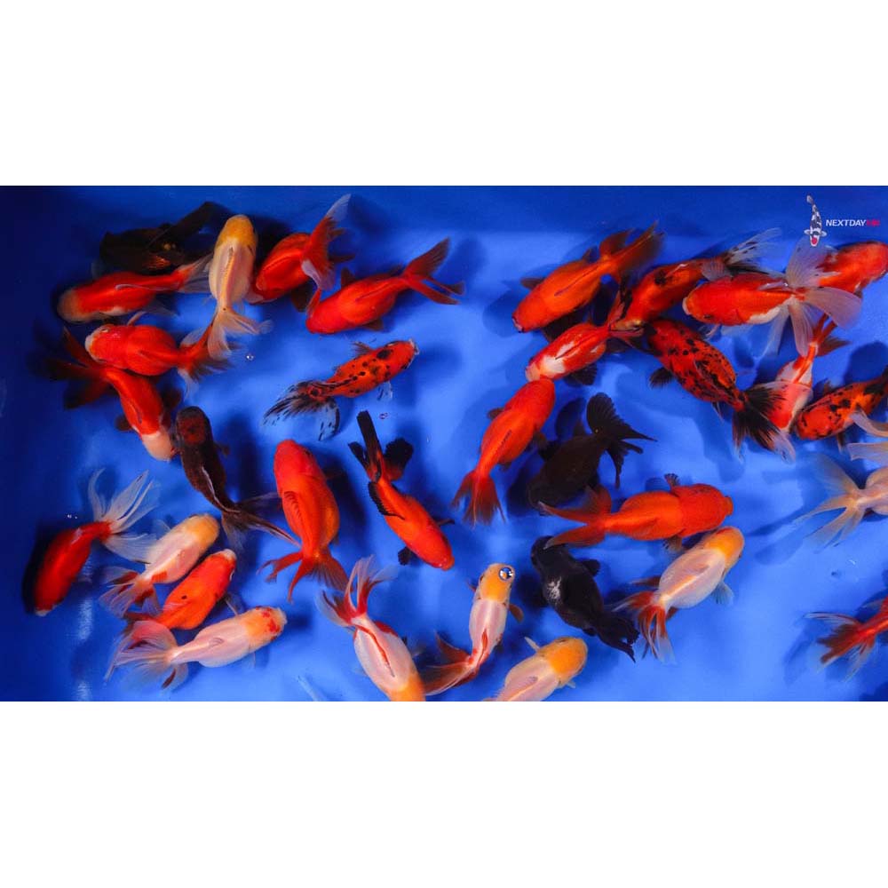 AquariumFish.net  Ryukin goldfish, Fantail goldfish, Pet fish