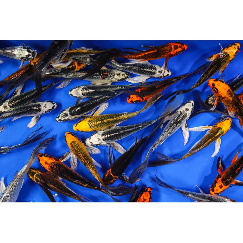 Imported Skeleton Mix Butterfly Koi Koi Fish For Sale