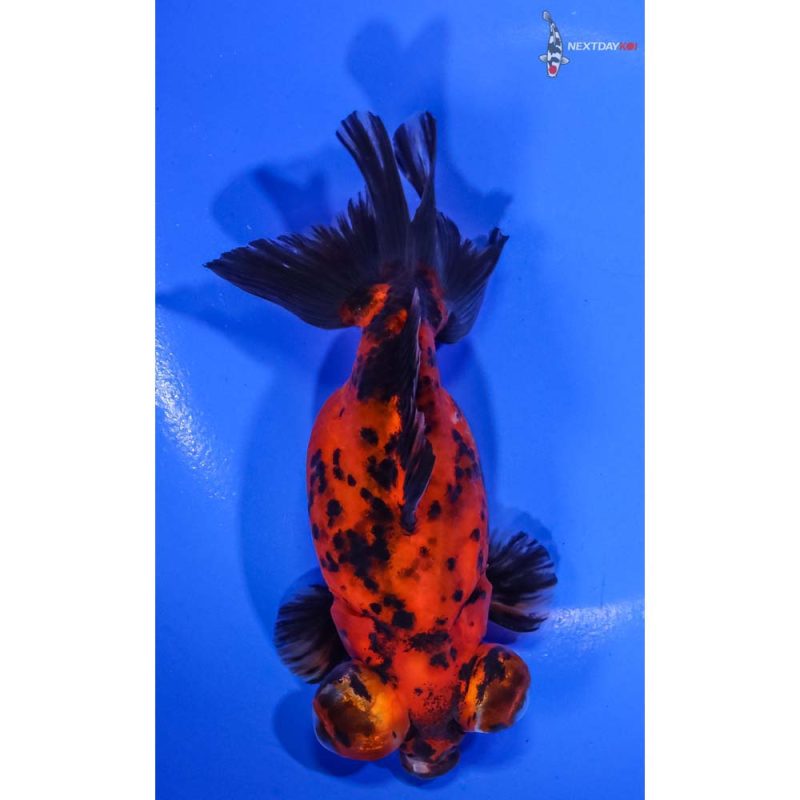 4.5” Imported Calico Butterfly Tail | Koi Fish For Sale